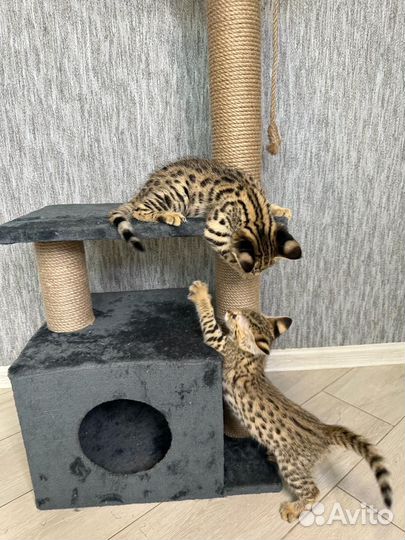 Саванна ф1 Ашера