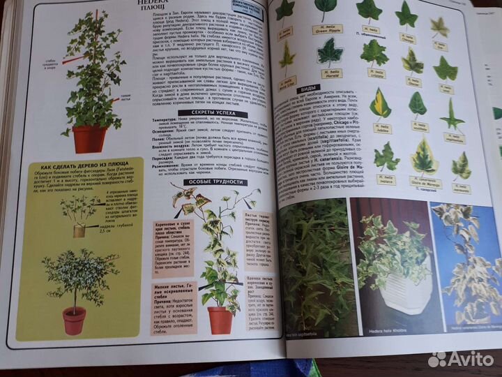 Книга о комнатных растениях
