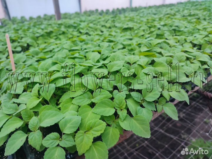 Петуния рассада цветов для доращивания