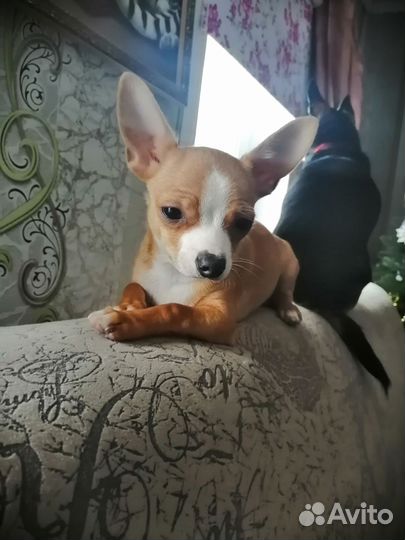 Щенки чихуахуа