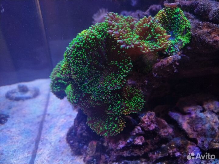 Морские кораллы родактис 