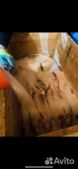 Жерех вяленый