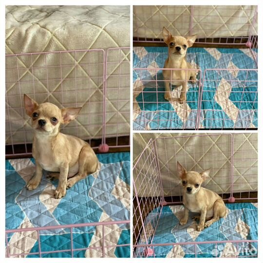 Мальчик чихуа