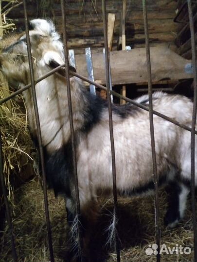 Нубийский козел