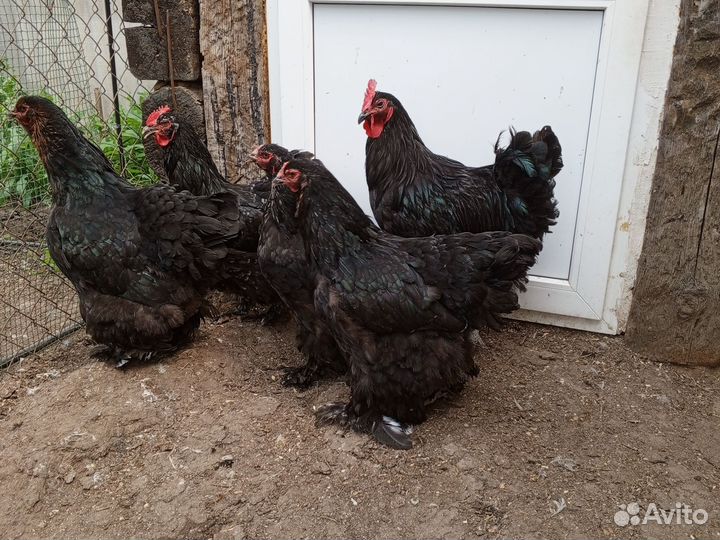 Цыплята джейсерский гигант