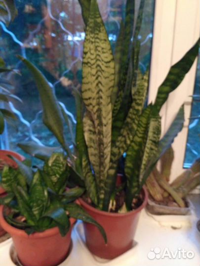 Алоэ Вера и другие комнатные растения продам