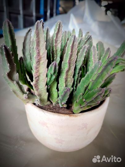 Стапелия крупноцветковая Stapelia grandiflora