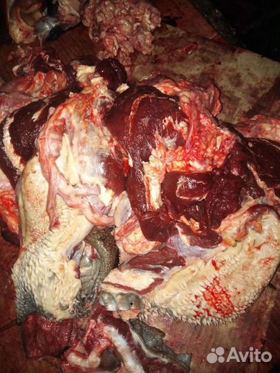 Корм для собак