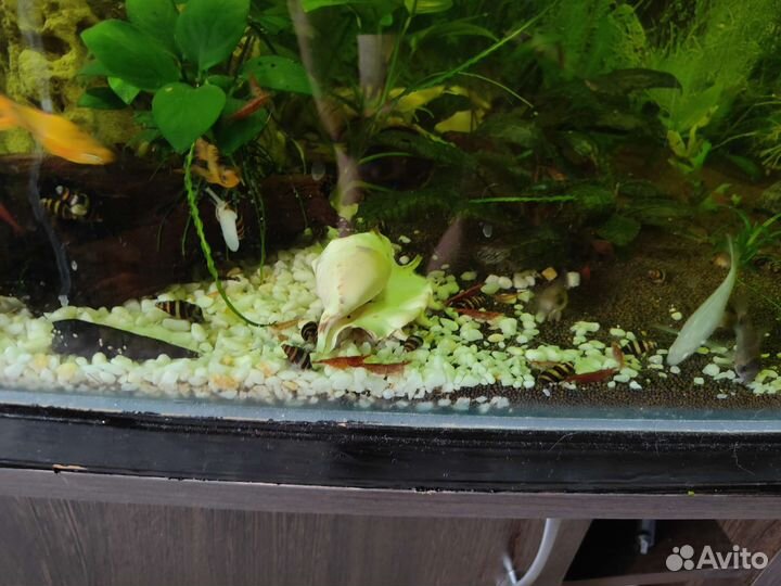 Креветки вишни, улитки хелены, сомы присоски