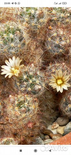 Кактус цветущий, мамилярия