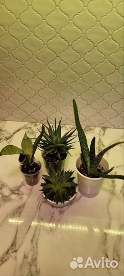 Суккуленты набор