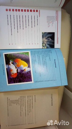 Красочные фото Золотые рыбки.Дайвинг