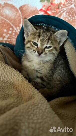 Котенок девочка в добрые руки