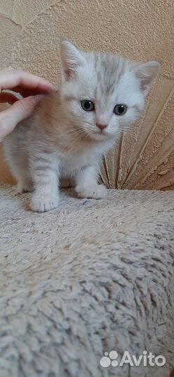 Британские котята