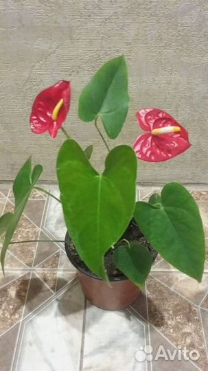 Антуриум мужское счастье