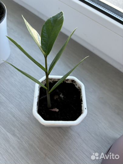 Замиокулькас