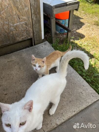 Котята в добрые руки бесплатно