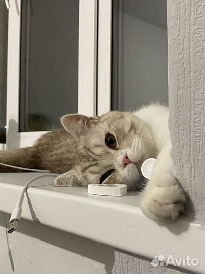 Британский кот на вязку