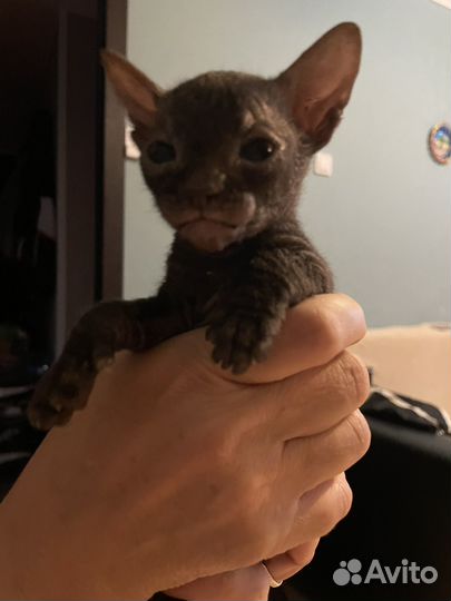 Донской сфинкс