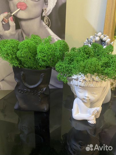 Мох живой в кашпо из глины ручной работы новое