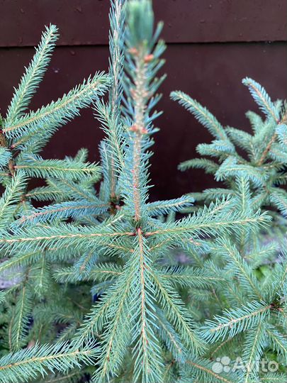 Ель красная саженцы (Picea Rubens)