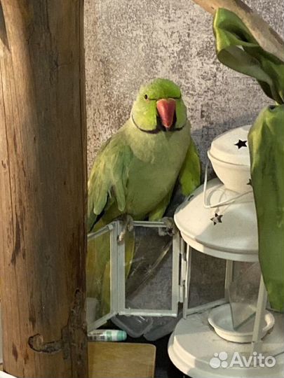 Ожереловый попугай