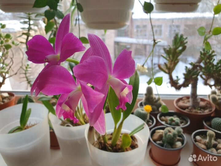 Орхидея Каттлея Chief Dancing Red Dream