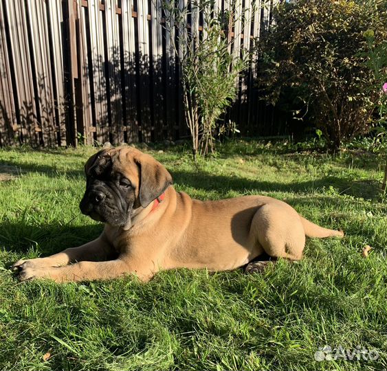 Бульмастиф