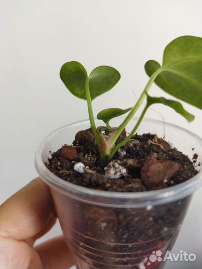 Антуриум сильвер блаш детки