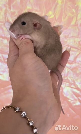 Крысята Дамбо. Крысята от Питомника. Большой выбор