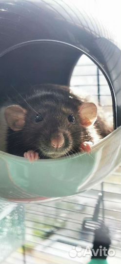 Передержка для грызунов, ёжиков и птичек