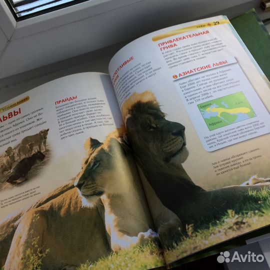 Книга «Большие кошки»