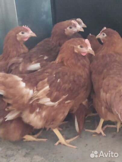Куры Несушки