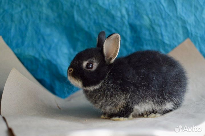 Питомник карликовых кроликов. Декоративные кролики