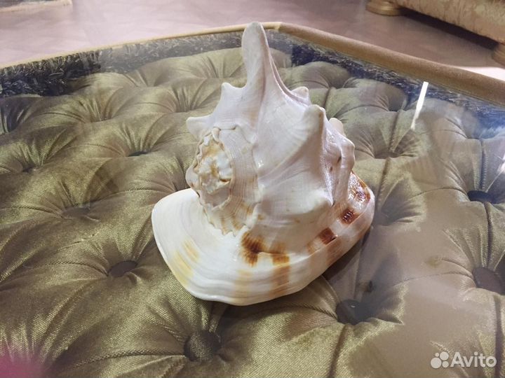 Морские ракушки раковины