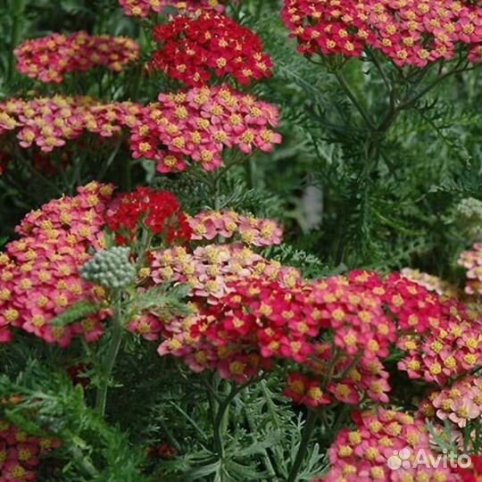 Тысячелистник красный