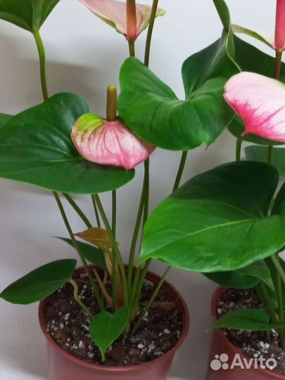 Антуриум карма Hotlips Амалия