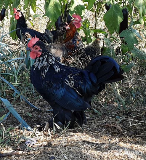 Петухи Бентамка