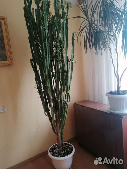 Продам молочай трехгранный