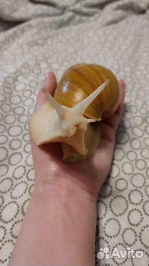 Улитка Ахатина с белой ногой