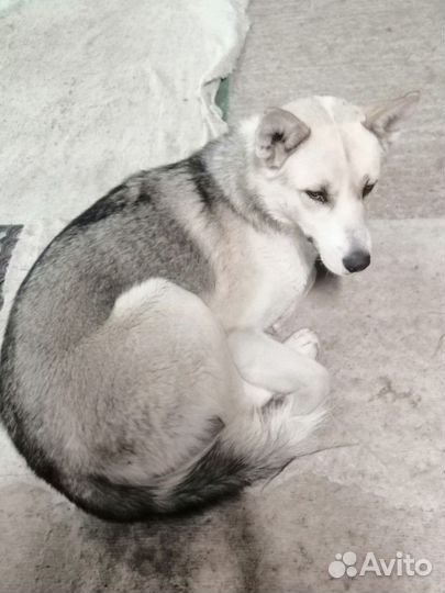 Собака-Потеряшка