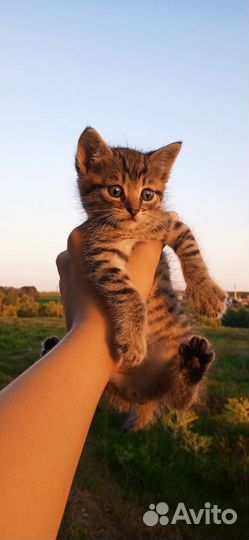 Котик в добрые руки