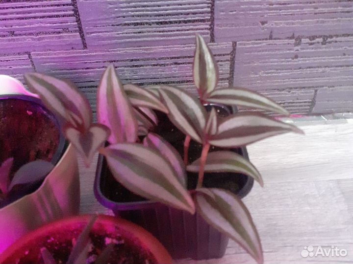 Комнатные цветы