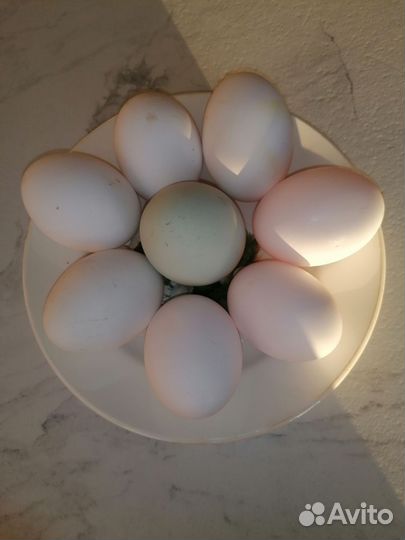 Домашние куриные яйца