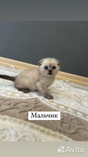 Вислоухие котята