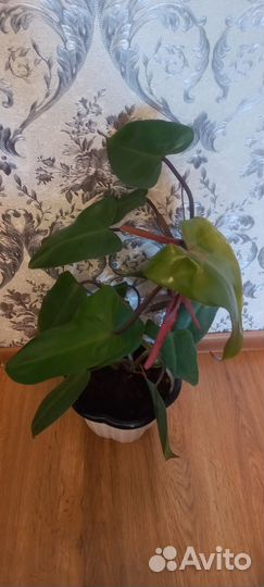 Филодендрон Кровавая Мэри Bloody Mary