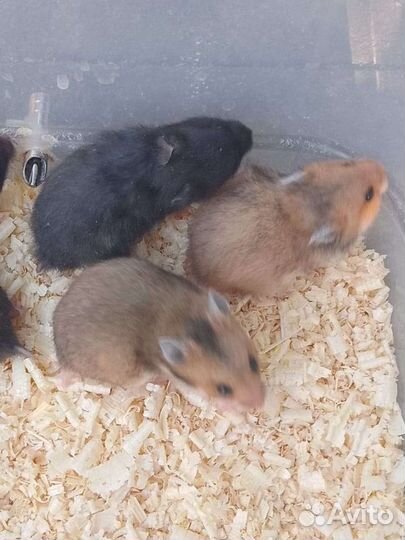 Сирийский хомяк