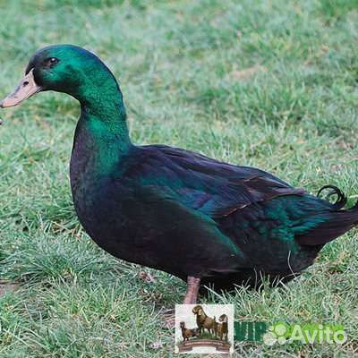 Утка Каюга- семья