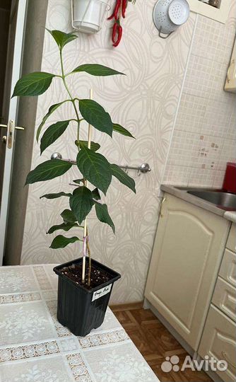 Растения для сада гортензия