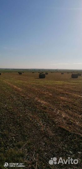 Продажа сено в тюках